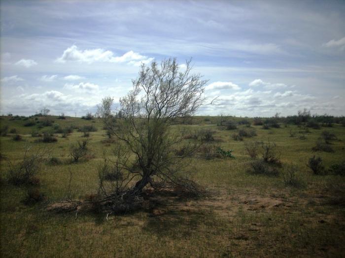 Одинокий саксаул